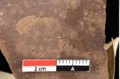 Foto (Detailansicht) von Pinus ciliata Ettingshausen (NHMW-GEO-2024-0188-0316)